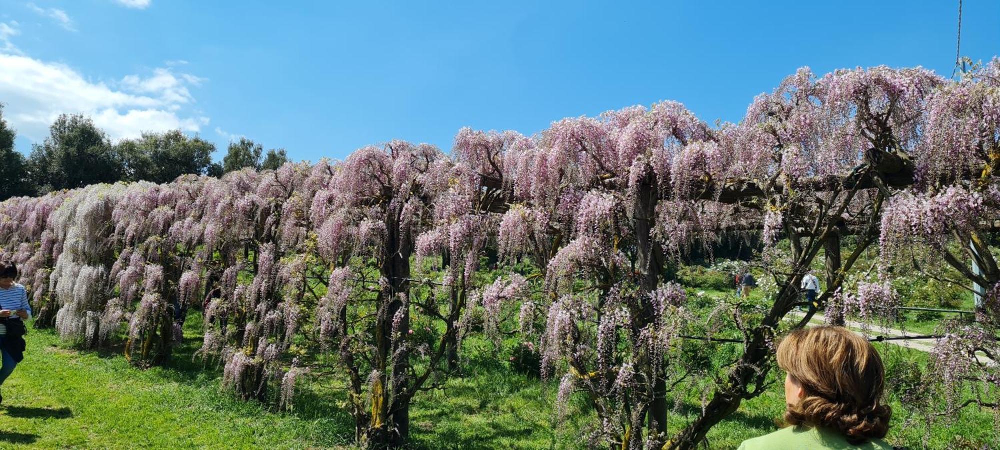 באנורג'יו Agriturismo Buonasera מראה חיצוני תמונה